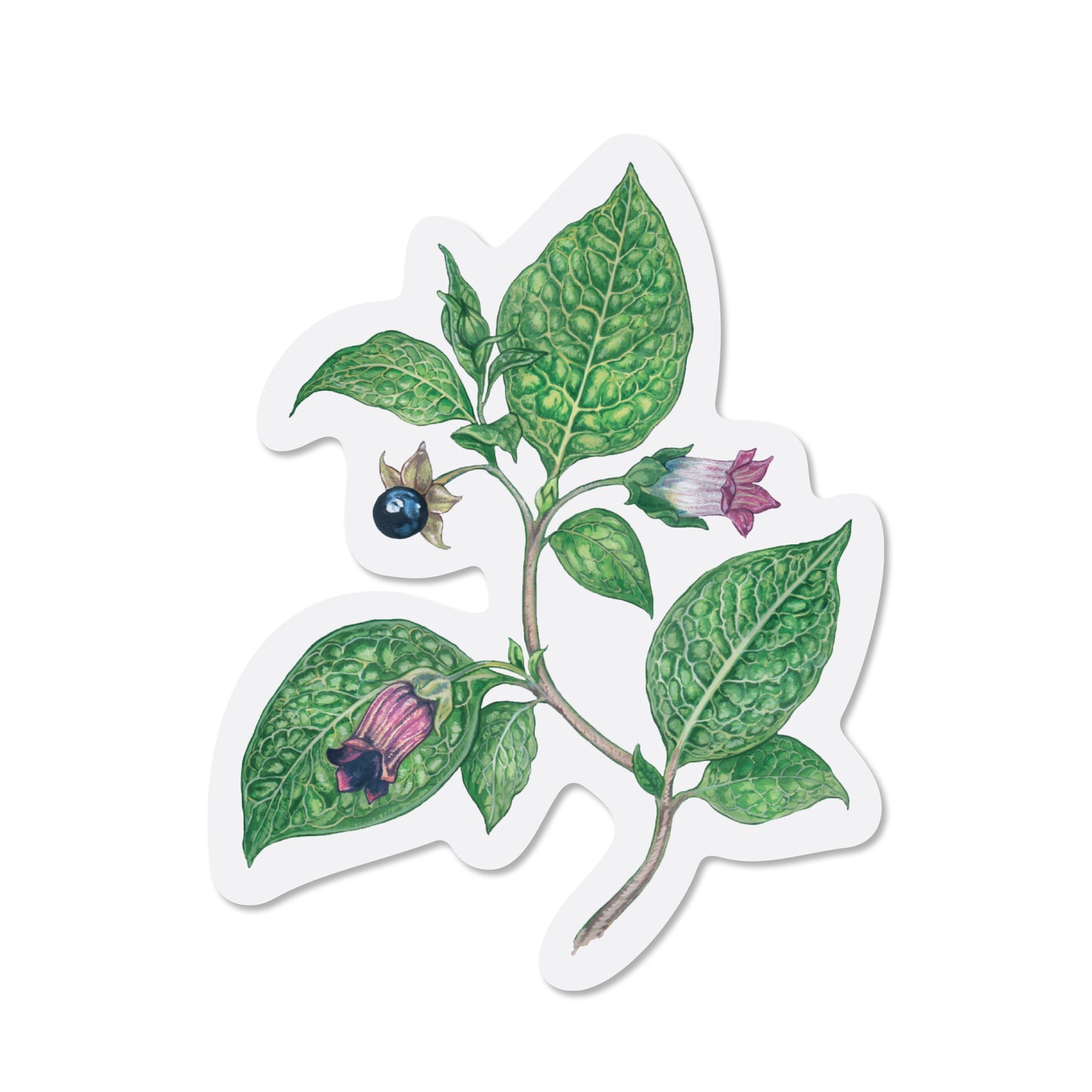 Deadly Nightshade Sticker
