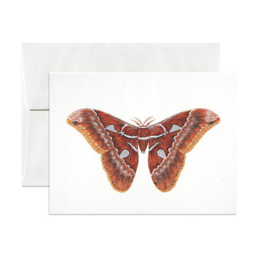 Orizaba Silkmoth
