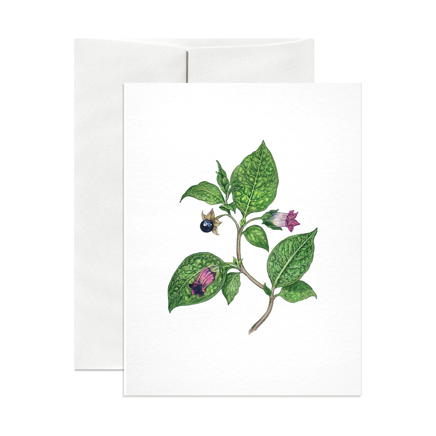 Deadly Nightshade