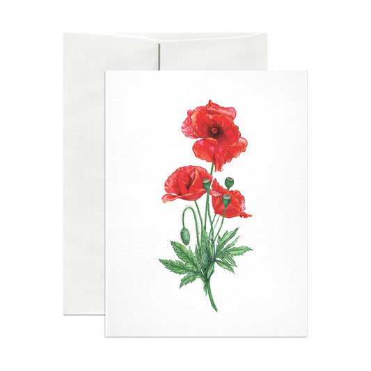 Poppy