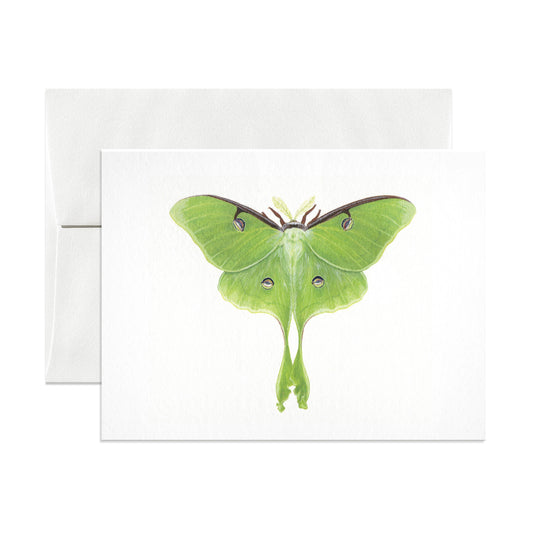 Luna Moth