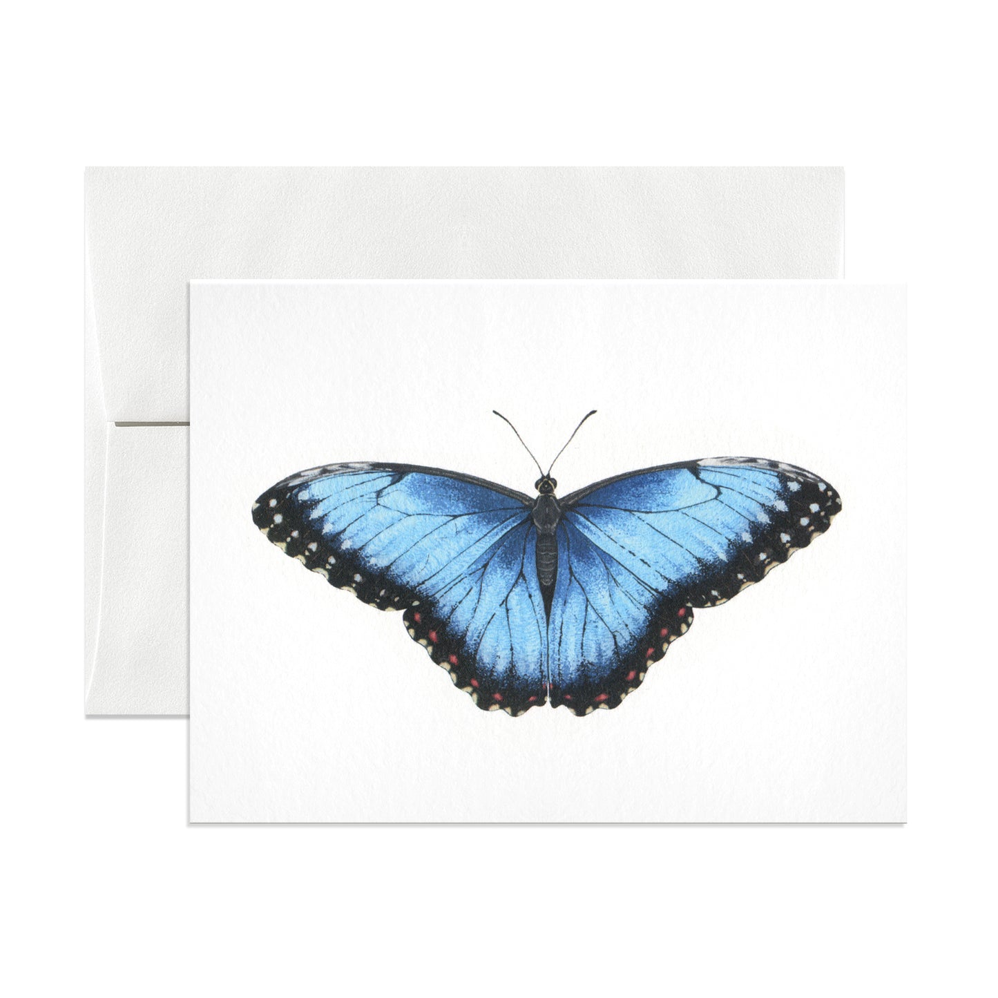 Blue Morpho