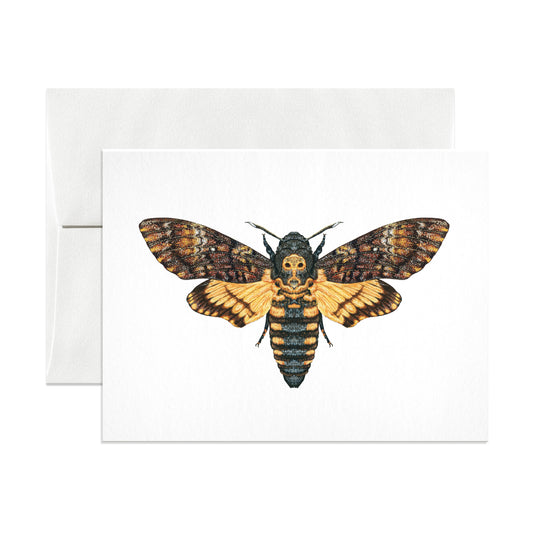 Death's-head Hawkmoth