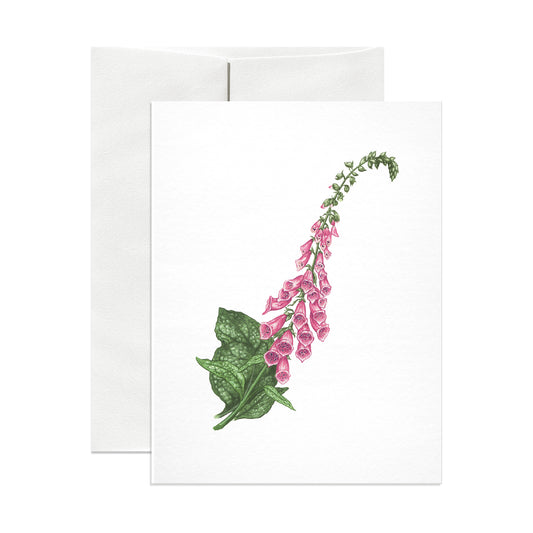 Foxglove