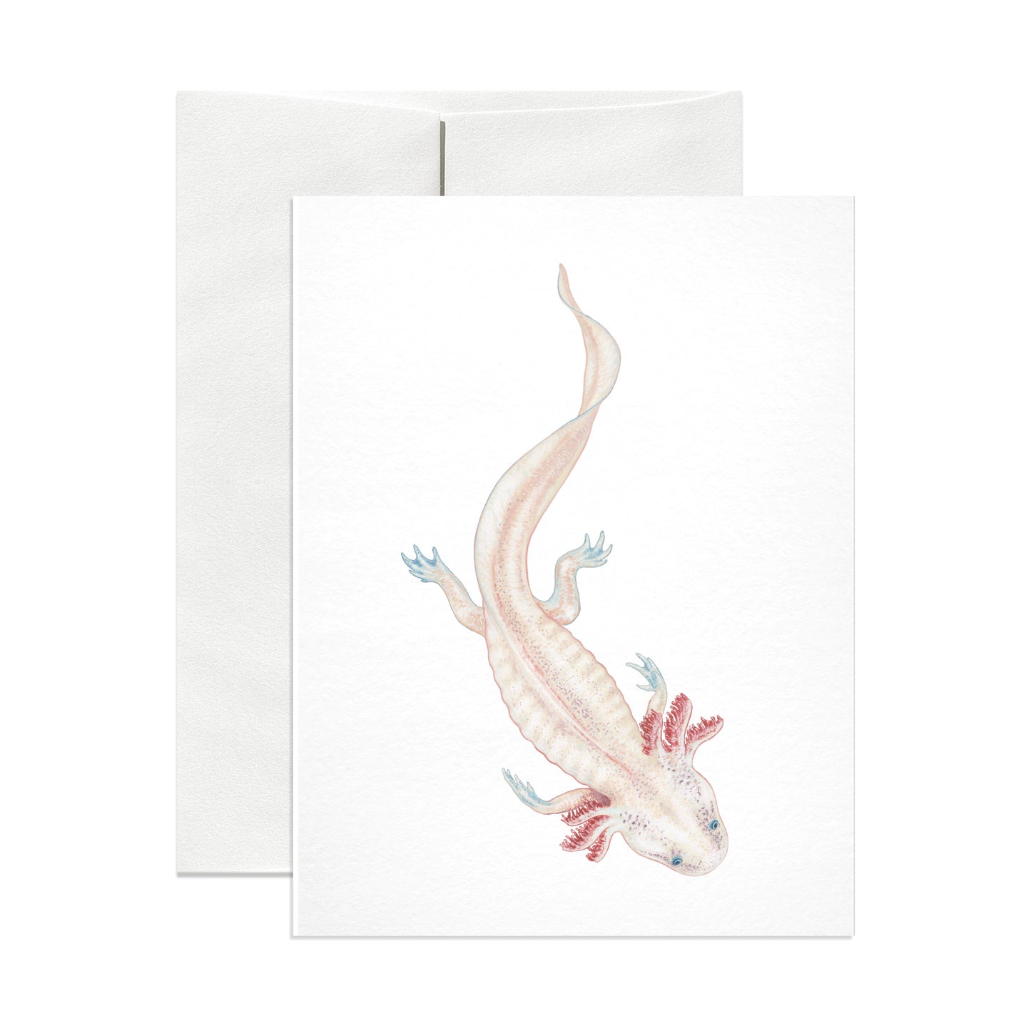 Axolotl