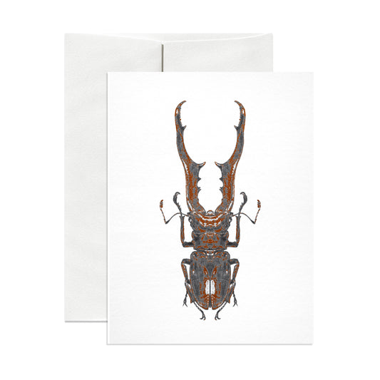 Stag Beetle